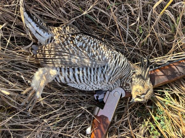 2024 UGUIDE Week 8 Crop & Pheasant Harvest Report by Camp